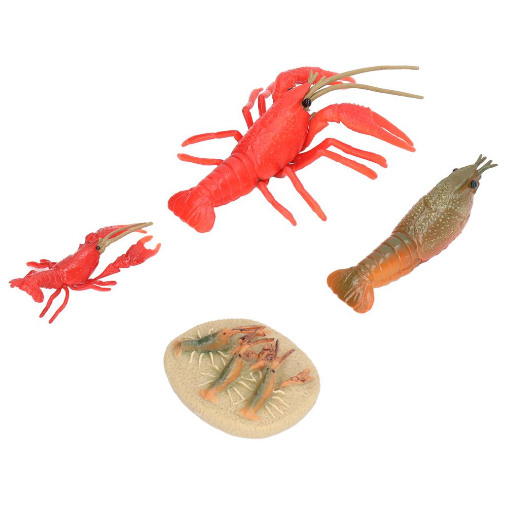 Simulation Lobster Growth Cycle Model Vivid Crayfish Life Cycle Figurines for Kids Education Toy Home Decoration