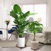 Plant Caddy with Wheels Rolling Plant Stand 220LB Heavy Duty Wooden Round Pot Trays with 360° Meta Wheels Flower Pots Dolly
