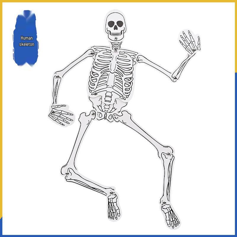 DIY Human Skeleton Kit: Cognitive and Educational Assembly for Kindergarten