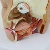 4-Part Mid-Sagittal Head Model with Cerebral Arteries