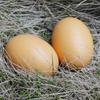 Wooden Simulated Chicken and Duck Eggs for Kids' DIY Hand-Painted Easter Toys