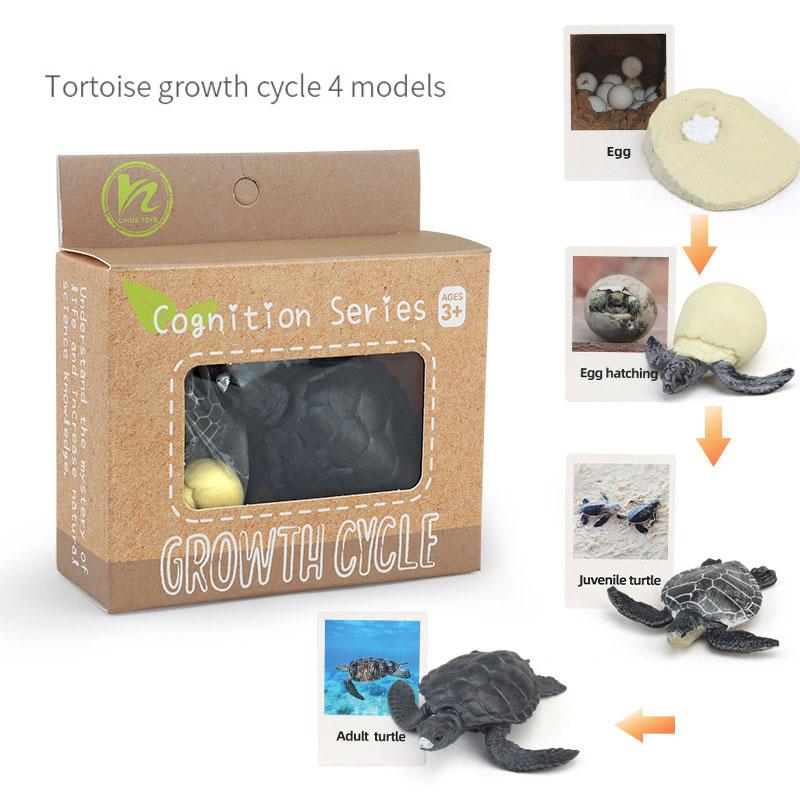 Toys Model Educational Simulated Animal Card Set Insect Plant Growth Cycle Cognitive Montessori Parish Home Open Learning Kids