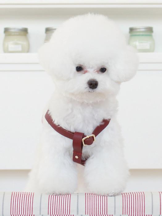 MAISON DE MIU Running Mate Harness_Wine SILVER