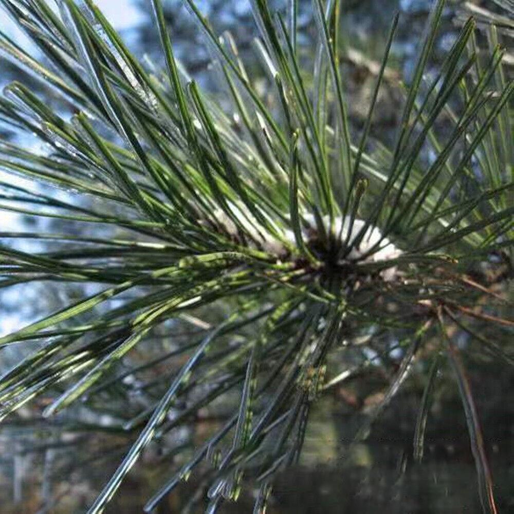 Pine Needle Tea Organic Loose Respiratory Support Immunity Enhancement 500g