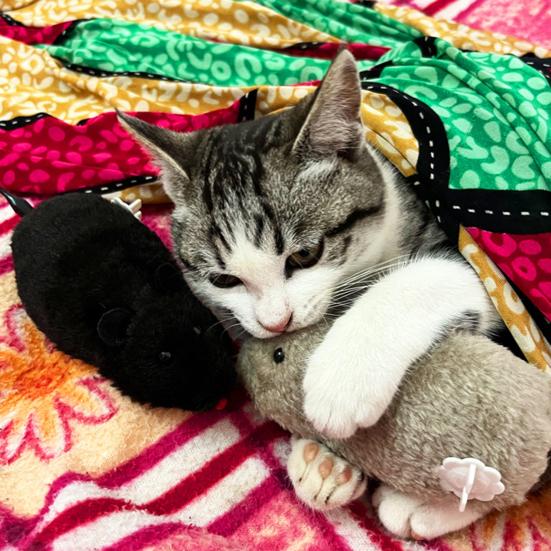 Wind-Up Mouse Cat Toy Realistic Furry Mouse Interactive Pet Toy Funny Moving Mouse for Chasing And Pouncing Play Stimulates Indoor Hunting Instincts