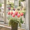 Painted Pink Tulips Balcony Glass Windows Home Beautification and Decoration Static Electricity Window Stickers