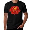 Tagetes Patula 'Red Cherry' French Marigold T-Shirt T Shirts for Man Cotton Man T Shirts for Men Casual T-Shirt