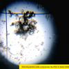 Plankton Counting Chamber
