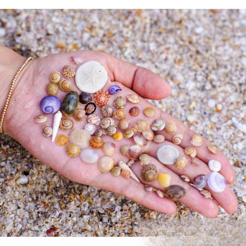 Handgemachter Mini-Muschel-Fotorahmen & Aquariumdeko