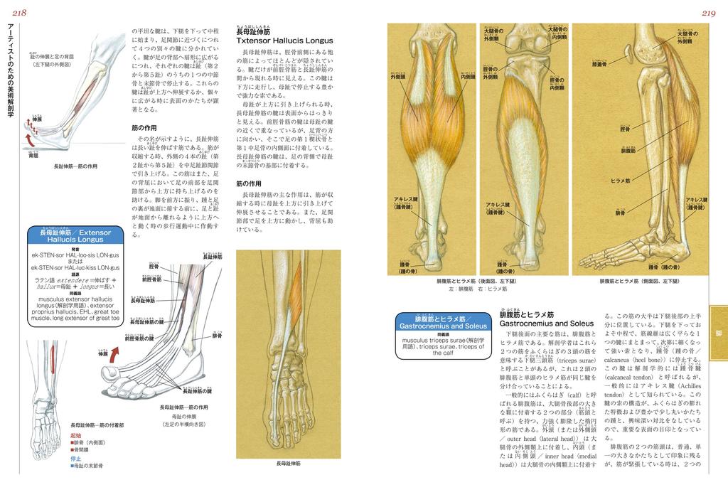Artistic Anatomy for Artists