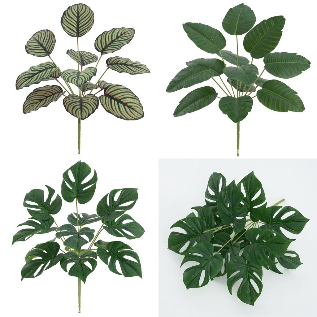 Makoyana Green Goeppertia Plant For Photography Studio And Home Interior