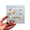 16-Grid Transparent Seashell Storage Box: Magnetic Acrylic Display for Jewelry and Beach Stone Specimens