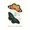 Vintage Butterflies poster Vintage Dead Leaf Butterfly Specimen Minimalist Wall  Print Canvas  Posters for Home Decor
