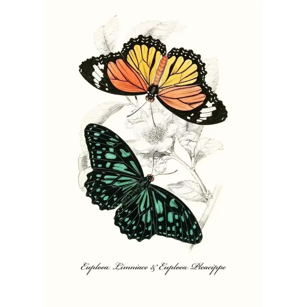 Vintage Butterflies poster Vintage Dead Leaf Butterfly Specimen Minimalist Wall Print Canvas Posters for Home Decor