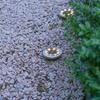New Model Solar-Powered Stainless Steel Lawn Light – Light-Controlled Waterproof Ground Lamp for Gardens and Courtyards.
