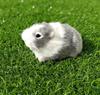 Simulation Animal Simulation Rat Students Cognitive Animal Model Dynamic Simulation Guinea Pig Dutch Pig Hamster