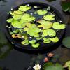 Polyester Floating Flora Fish Barrier Breathable Pond Plant Isolation Net  Seedling Farming