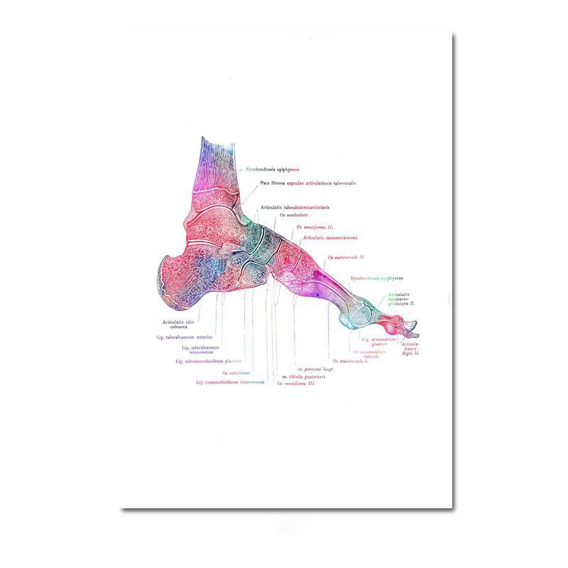 Moderne kleur menselijke anatomie diagram medische skeletstructuur voet poster Nordic canvas educatieve decoratieve schilderkunst aan de muur