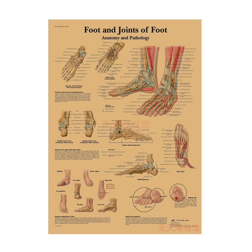 Anatomie kosterního svalstva Diagram Retro plakát pro výzdobu třídy Nástěnné umění (584)