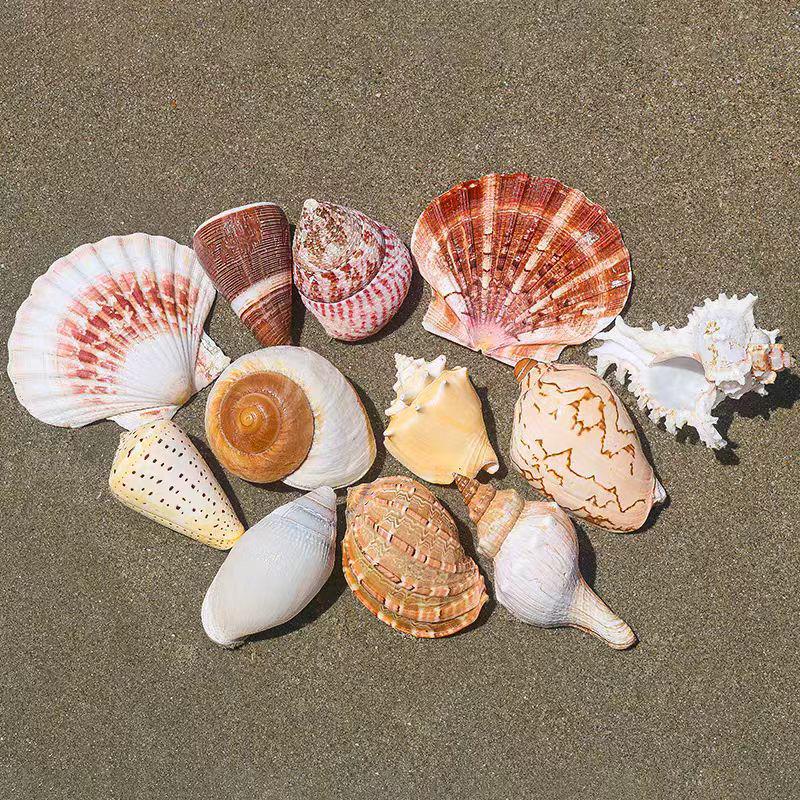 Handmade Seashell & Starfish DIY Photo Frame and Fish Tank Decoration