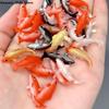 5pcs Doll House Toy Fishing Rod Mini Fishing Net Goldfish Tank Koi Miniature Goldfish Round Square Tank Doll Accessories