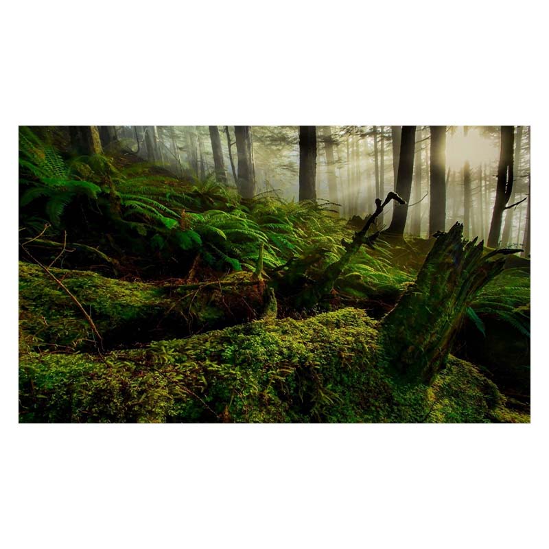 Водопад Живописный Мангровый Лес Пейзаж Холст Настенное Искусство Холст Картины Домашний — фото 22