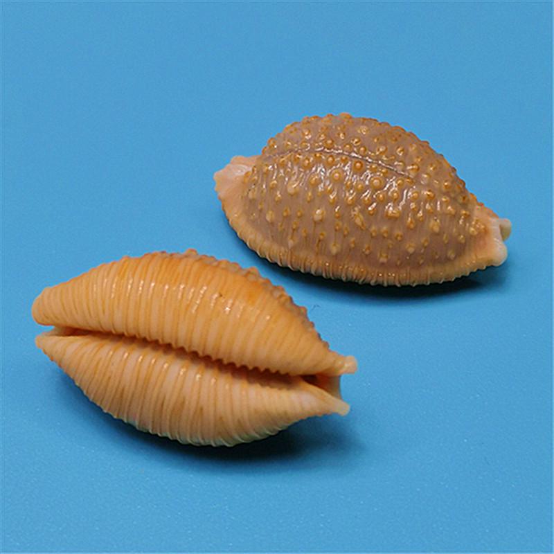 Vzácný přírodní exemplář mušle kauri pro akvárium nebo středomořskou domácí dekoraci