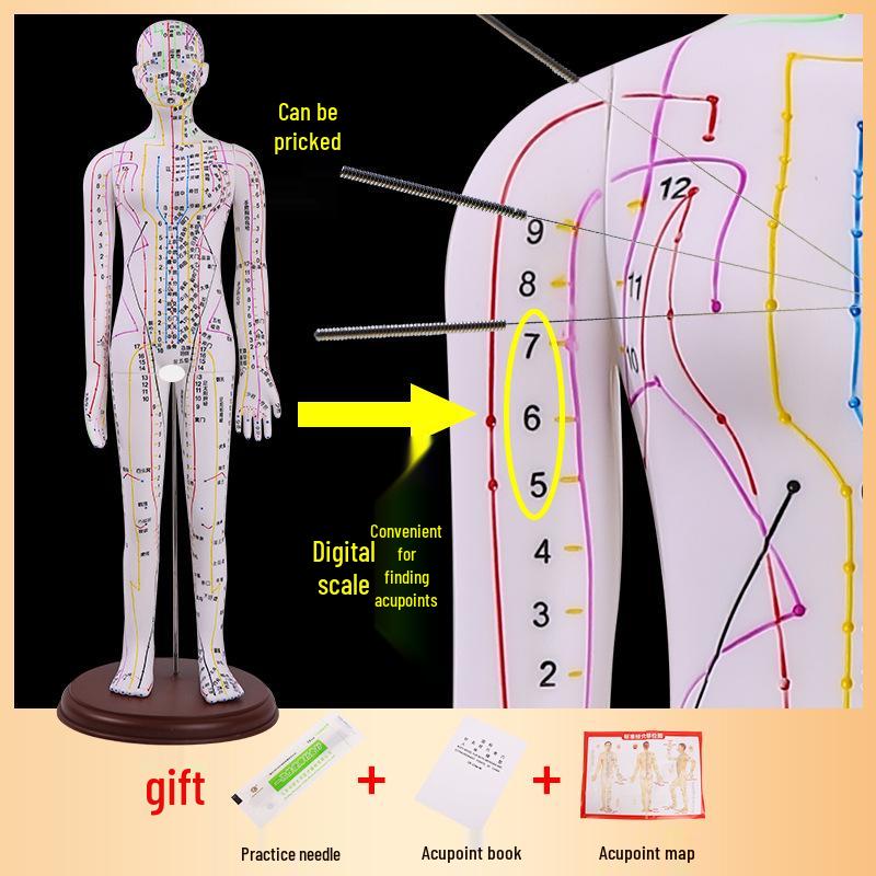 Ultra-Clear Silicone Model: Acupuncture & Meridians Teaching for Tuina Massage Practice