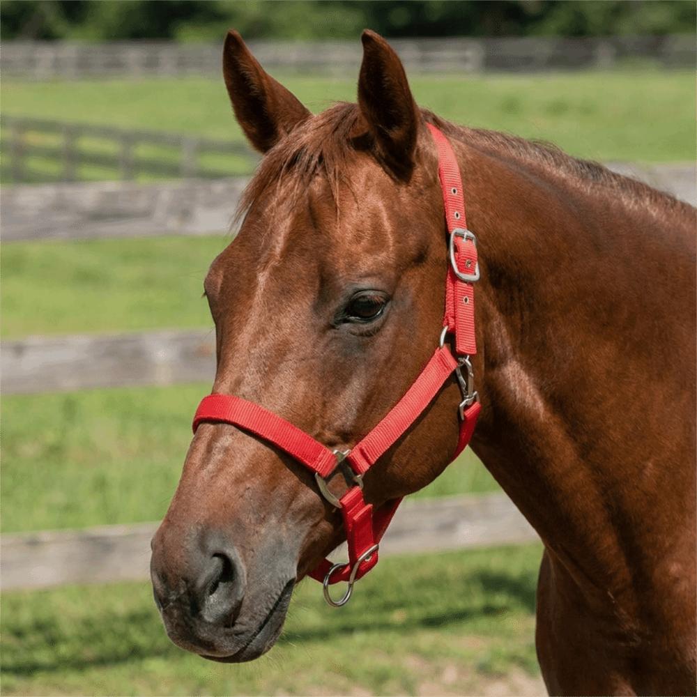 Nylon Horse Halter Adjustable Horse Training Rope Professional Equestrian Bridle Outdoor Riding