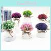 Plastic Veronicastrum Caulopterum Mini Pot With Roped Butterfly Design For Indoor Outdoor And Special Occasion Use