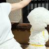 Puppy Sling Summer Cute Pet Clothes