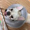 Aufblasbarer PVC-Halsring für Hunde - Warm, Weich, Leckschutz & Verstellbar