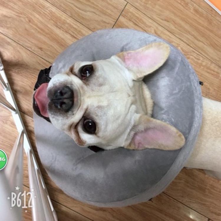 Aufblasbarer PVC-Halsring für Hunde - Warm, Weich, Leckschutz & Verstellbar