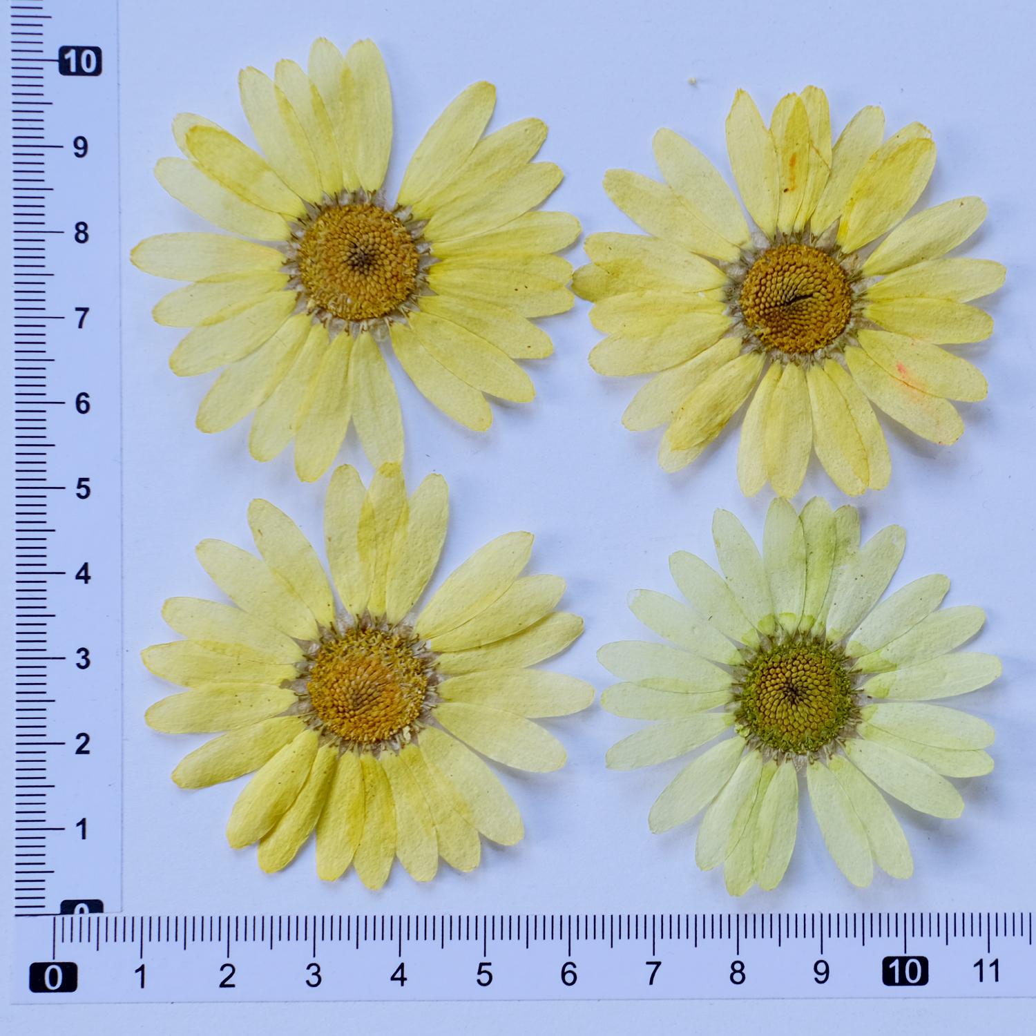 Marguerite Scrapbooking Epoxy Resin Blingbling Natural Plant Eco-friendly Real Pressed Flower Valentine s Day Graduation Easter 3-5cm