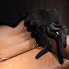 Peluche Bambola Ragno Nero Bambola Fatta a Mano Cartone Animato Anime Cuscino Carino Decorazione per la Casa Giocattolo Regalo di Compleanno per Bambini