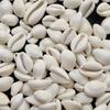 Natural Healing White Cowrie Shell, Sea Shell For Jewelry Making Use Shell, Polished Cowrie Shell, White Sea Shell Lot.