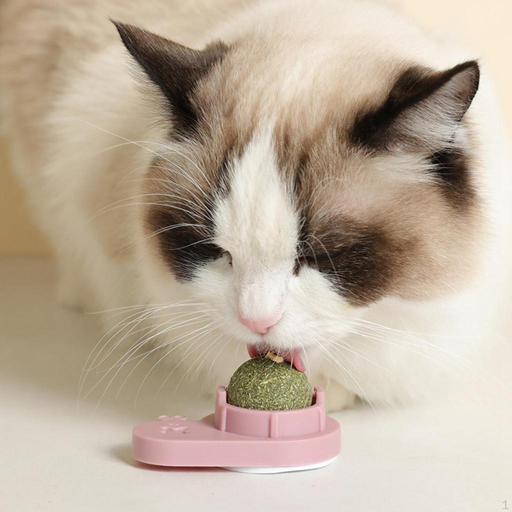 Degree Toys Grinding Interactive Kitten Toy, Cs Toys, with Lid, Wall Ground Windows
