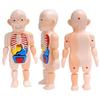 1 Pcs Model Furnishing Articles Toy Model Of Human Organs Human Organs Early Education Model Organ Assembled Toys DIY Assembly Plastic Kids Toy