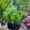 Aquarium Decoration Water Grass Planting Cultivation Substrate Plant Fixing Pot Carbon Substrate Potted Planting Accessories 1Pc