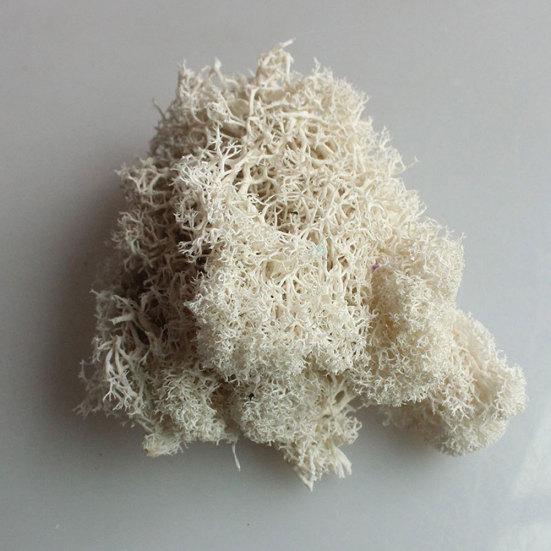 Kunstig plante Preservert blomst Reinsmose DIY Håndverk Hage Hjemmedekor