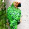 Tree Stump Parrot Ornament, Waterproof Resin Parrot Statue with Realistic Feather Texture, Outdoor Wall Mount Macaw Bird Ornament for Garden Tree