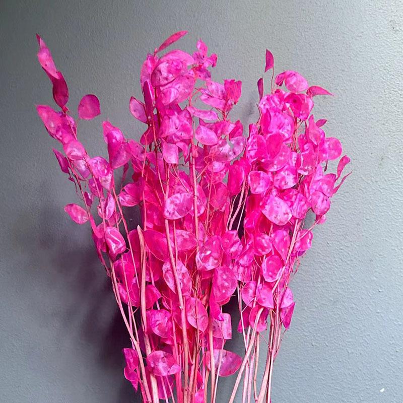 Silver Fan Dried Flower, White Flower Diy Home Decoration Bouquet, Natural Real Flower, Silver Fan Dried Flower, Immortal Flower