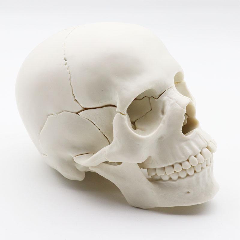 Medical 15-Part Detachable 1:2 Human Color Skull Model for Teaching