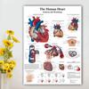 Svalový systém Plakáty Hedvábná tkanina Anatomická tabulka Lidské tělo Škola Lékařská věda Vzdělávací potřeby Domácí dekorace