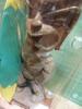 [USED] Bobbling Hawaiian Tiki Bobbling Surfer Tiki