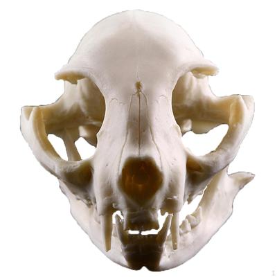 Cat Skull Resin Statue Figurine Model for Aquarium Fish Tank Ornament