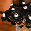 10Pcs Eyeball Design Halloween Eyeball Rose Artificial Fake Flower Bouquet  Halloween Party