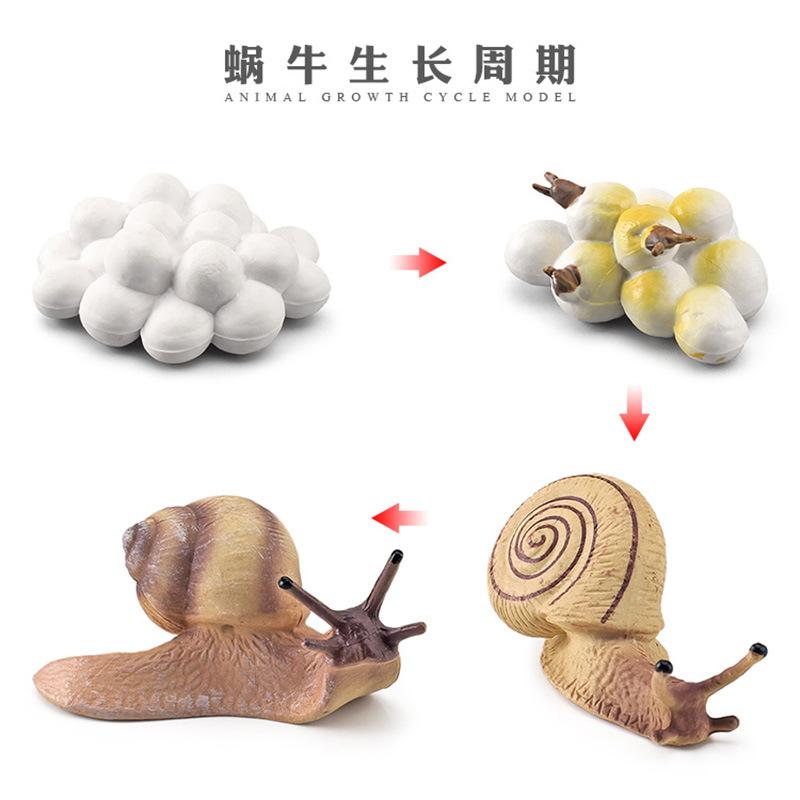 Life Cycle Board Montessori Kit Biology Science Education Toys For Kids Sensory Tray Animal Figure Life Cycle Sorting Wooden Toy