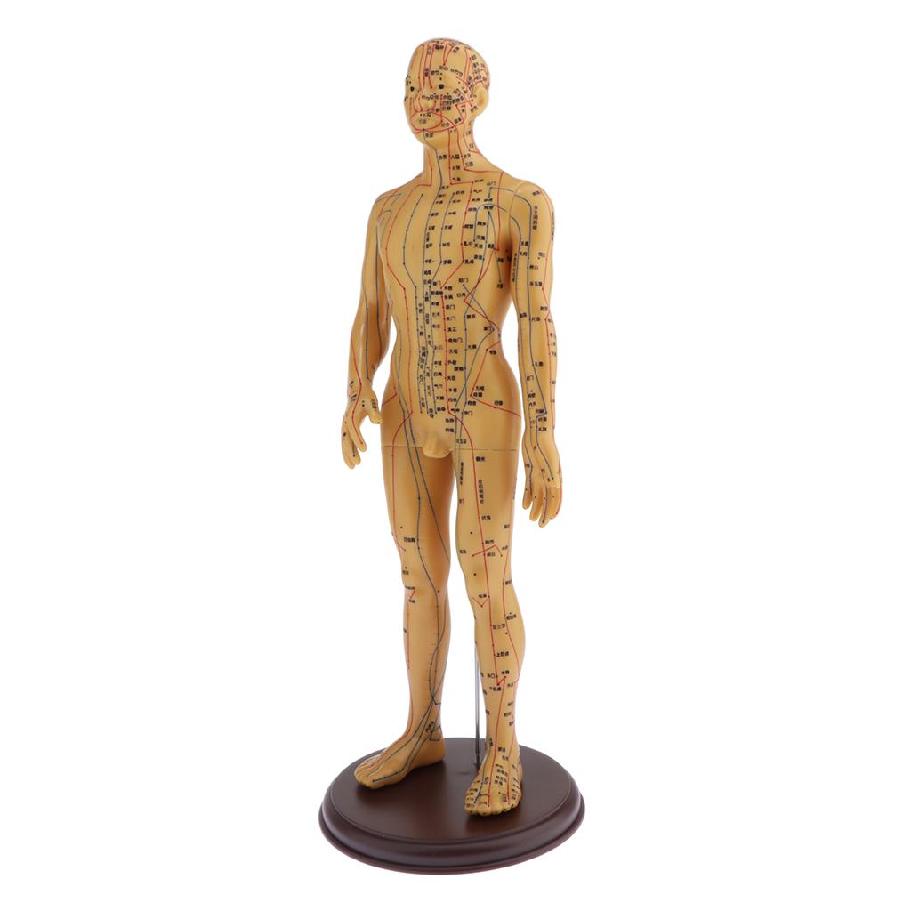 Figure, Male / Full Body