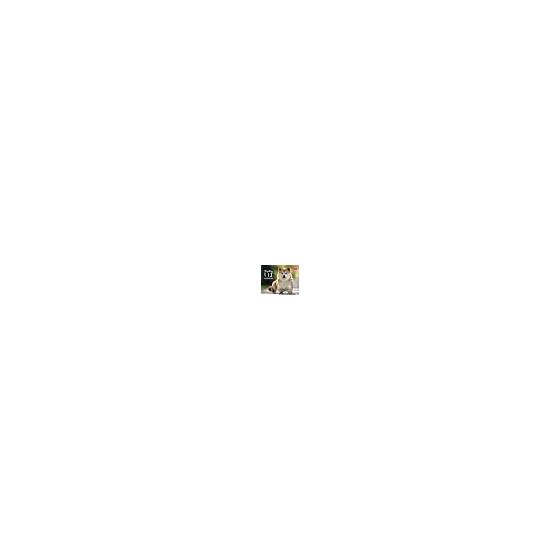 Heartwarming Shiba Calendar 2026 (Monthly/Wall Hanging) (Neko Publishing) (Calendar 2026) (Calendar Series)